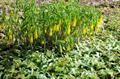 largeflower bellwort